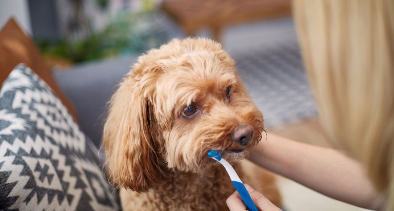 best dog toothpaste